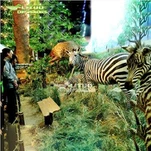 Animatronická zebra
