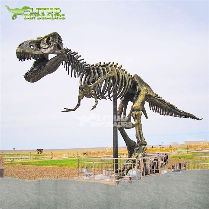 2Trex Skeleton(001)